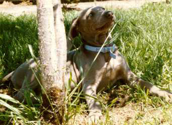 Alice under a tree