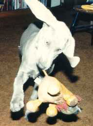 Alice with her lion