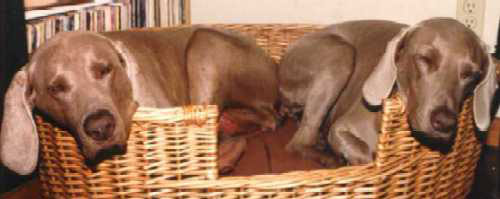 Dogs in a basket