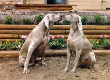 Dogs Kissing