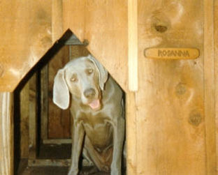 Rosanna in doghouse