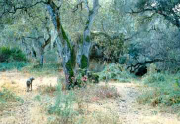 Rosie at Garland Ranch