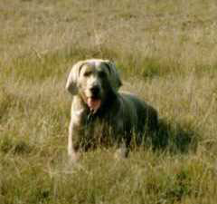 Rosanna in the grass