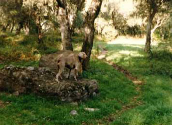 Rosie at Garland Ranch