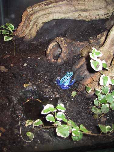 A resident of the California Academy of Sciences.