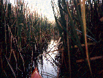 [In the Reeds]